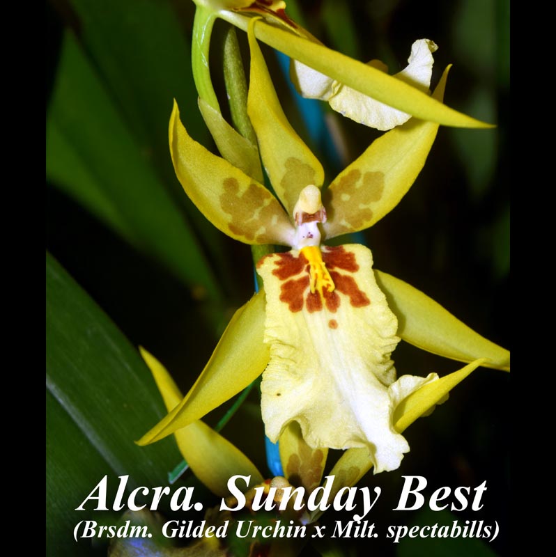 Alcra. Sunday Best - yellow 4 " prev bloom
